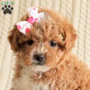 Precious, Miniature Poodle Mix Puppy