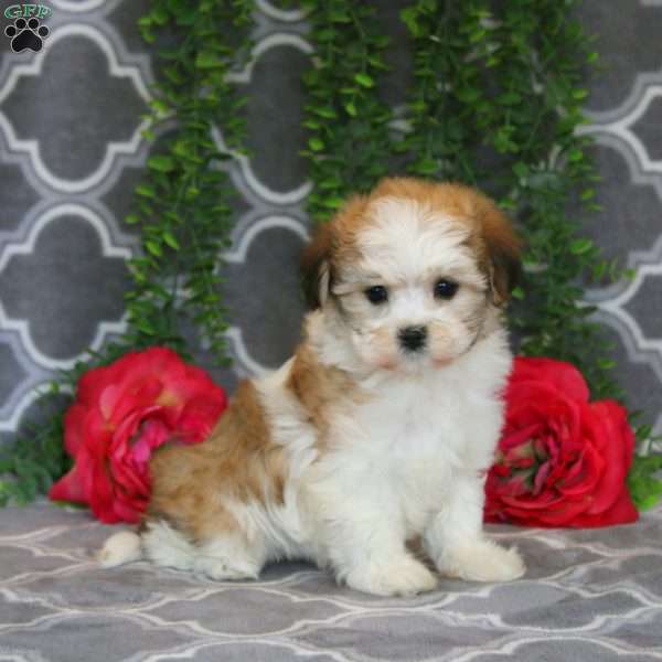 Precious, Havanese Puppy
