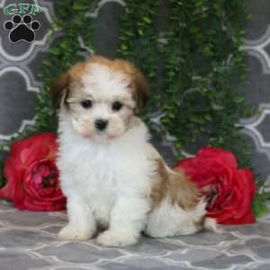 Precious, Havanese Puppy