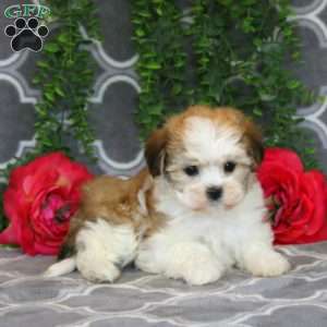 Precious, Havanese Puppy