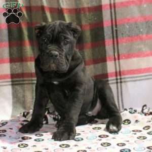 Preston, Cane Corso Puppy