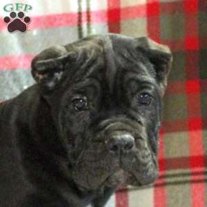 Preston, Cane Corso Puppy