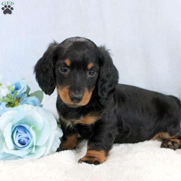 Pretzel, Dachshund Puppy