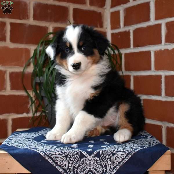 Pretzel, Australian Shepherd Puppy