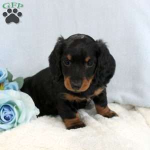 Pretzel, Dachshund Puppy