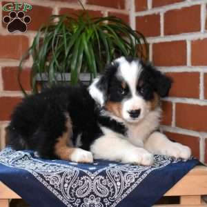 Pretzel, Australian Shepherd Puppy