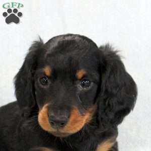 Pretzel, Dachshund Puppy