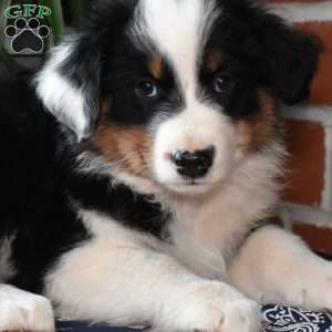 Pretzel, Australian Shepherd Puppy