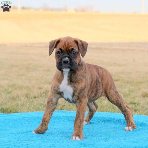 Pria, Boxer Puppy