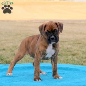 Pria, Boxer Puppy
