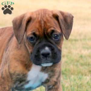 Pria, Boxer Puppy