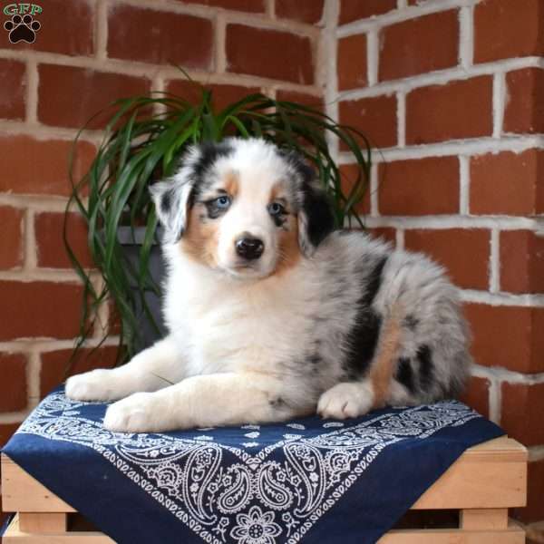 Prince, Australian Shepherd Puppy