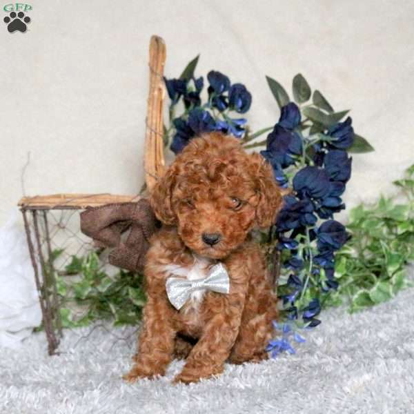 Prince, Toy Poodle Puppy