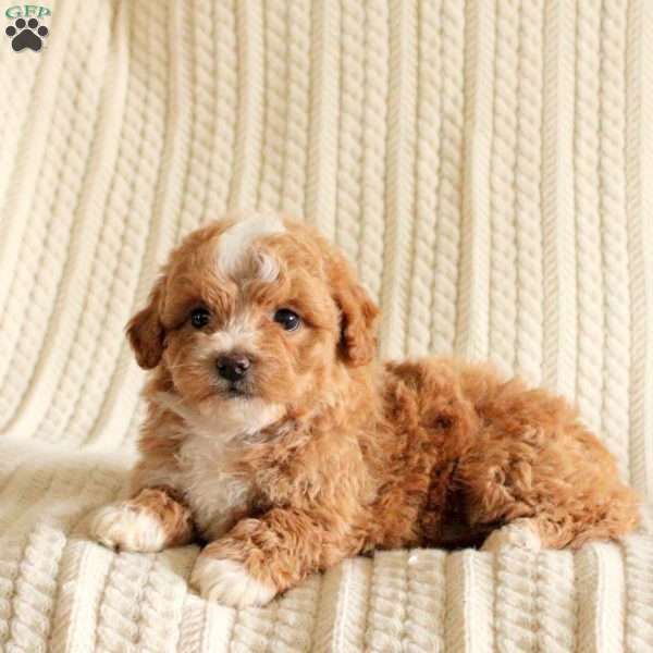 Prince, Miniature Poodle Mix Puppy