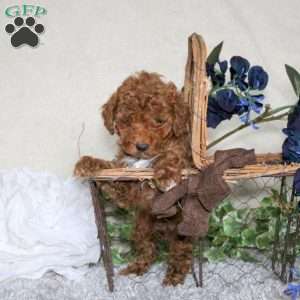 Prince, Toy Poodle Puppy