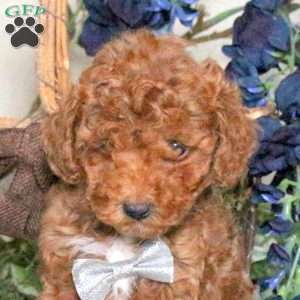 Prince, Toy Poodle Puppy