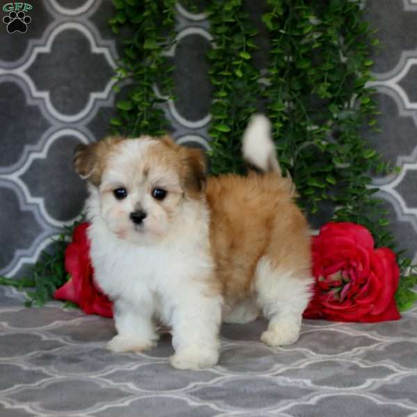 Prince, Havanese Puppy