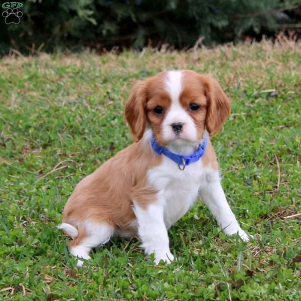 Prince, Cavalier King Charles Spaniel Puppy