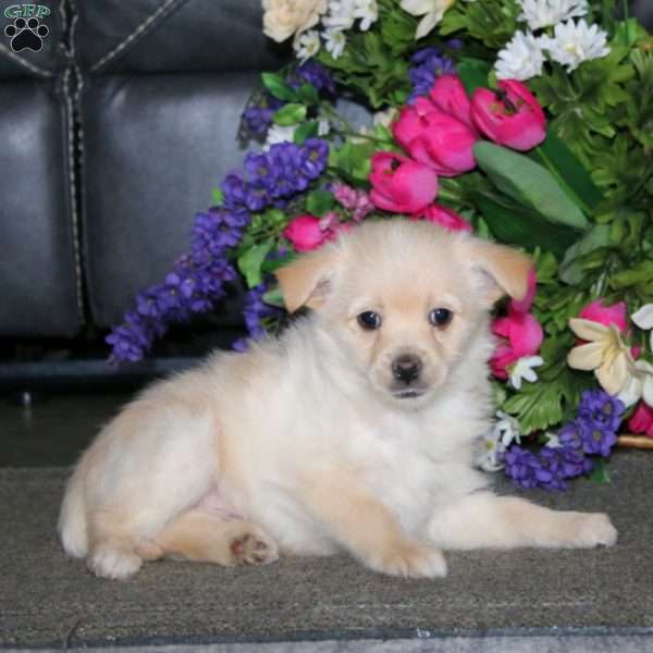 Prince, Pomeranian Mix Puppy
