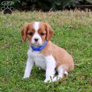 Prince, Cavalier King Charles Spaniel Puppy