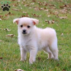 Prince, Pomeranian Mix Puppy