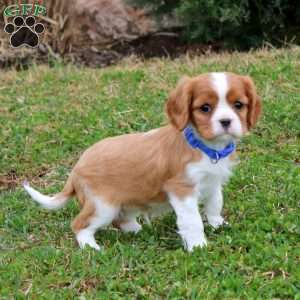 Prince, Cavalier King Charles Spaniel Puppy