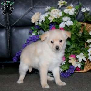 Prince, Pomeranian Mix Puppy