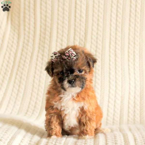 Princess, Miniature Poodle Mix Puppy
