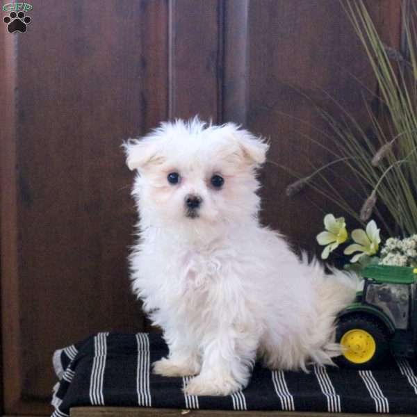 Princess, Maltese Puppy
