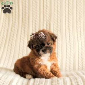 Princess, Miniature Poodle Mix Puppy