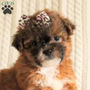 Princess, Miniature Poodle Mix Puppy