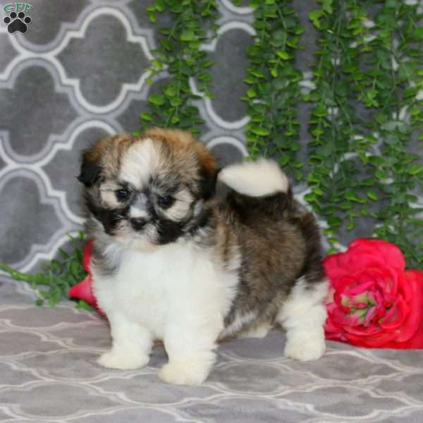 Princess, Havanese Puppy