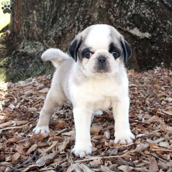 Puck, Pug Puppy