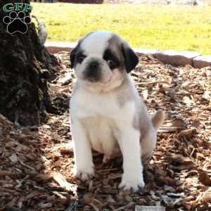 Puck, Pug Puppy