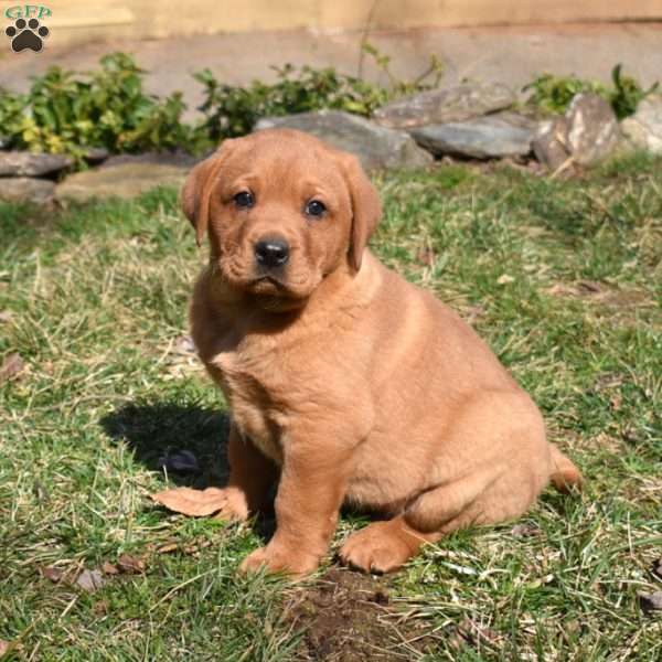 Putter, Fox Red Labrador Retriever Puppy