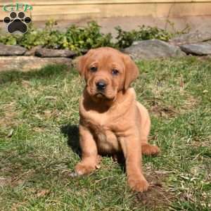 Putter, Fox Red Labrador Retriever Puppy
