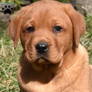 Putter, Fox Red Labrador Retriever Puppy