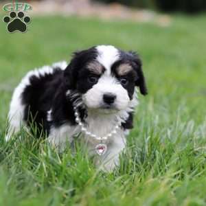 Queen, Cavachon Puppy