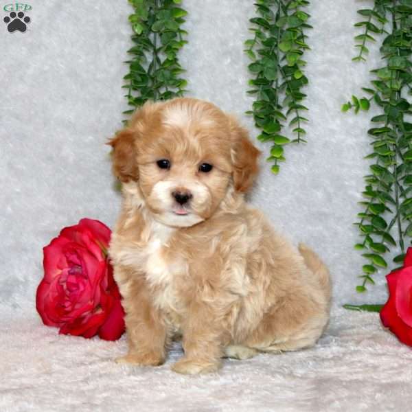Quentin, Maltipoo Puppy