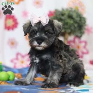 Quincy, Miniature Schnauzer Puppy