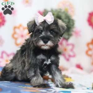 Quincy, Miniature Schnauzer Puppy