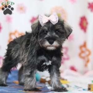 Quincy, Miniature Schnauzer Puppy