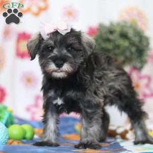 Quincy, Miniature Schnauzer Puppy