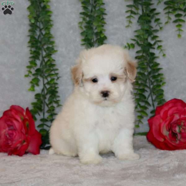 Quincy, Maltipoo Puppy