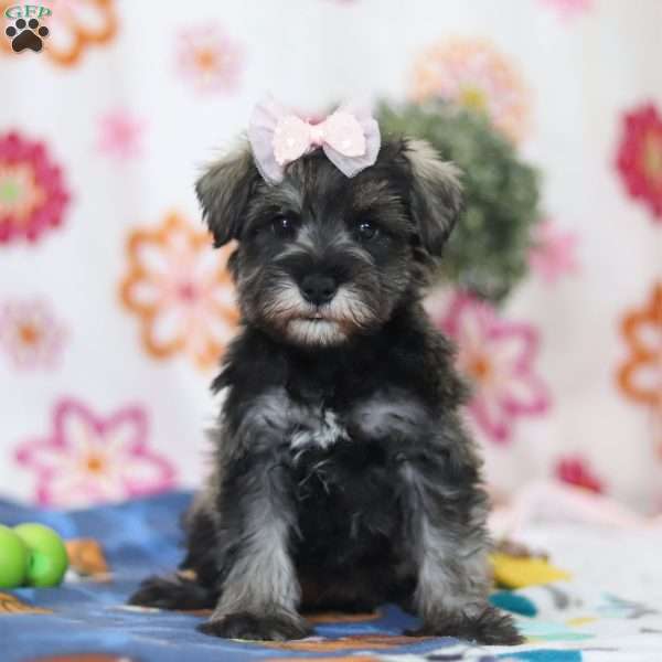Quincy, Miniature Schnauzer Puppy