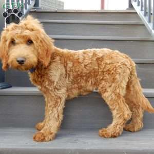 Kole, Mini Goldendoodle Puppy