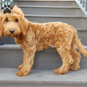 Kole, Mini Goldendoodle Puppy