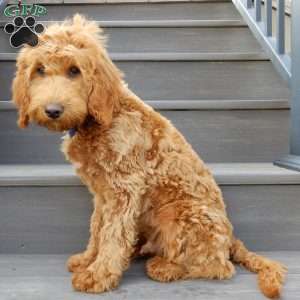 Kole, Mini Goldendoodle Puppy