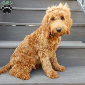 Kole, Mini Goldendoodle Puppy