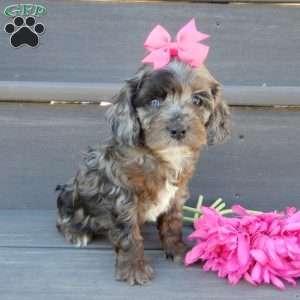 Skye, Cockapoo Puppy